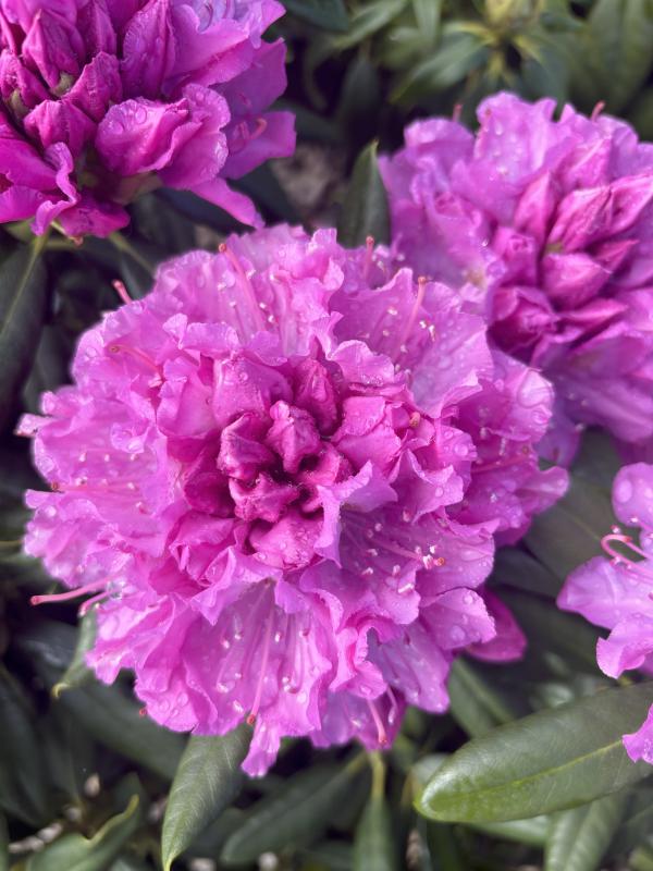 FarWest landscape + garden - NOVA ZEMBLA RHODODENDRON 2026 ruby red 2G